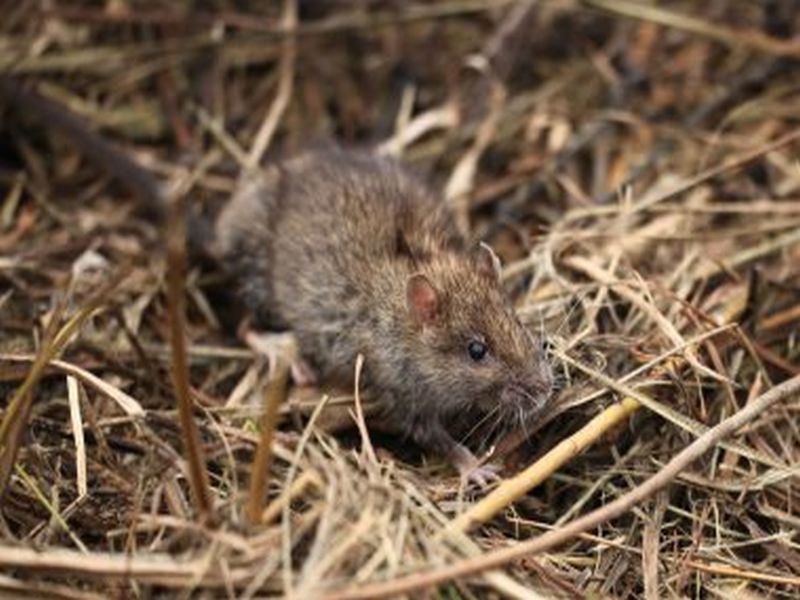 Winning the War Against Rats: Pest Control Success